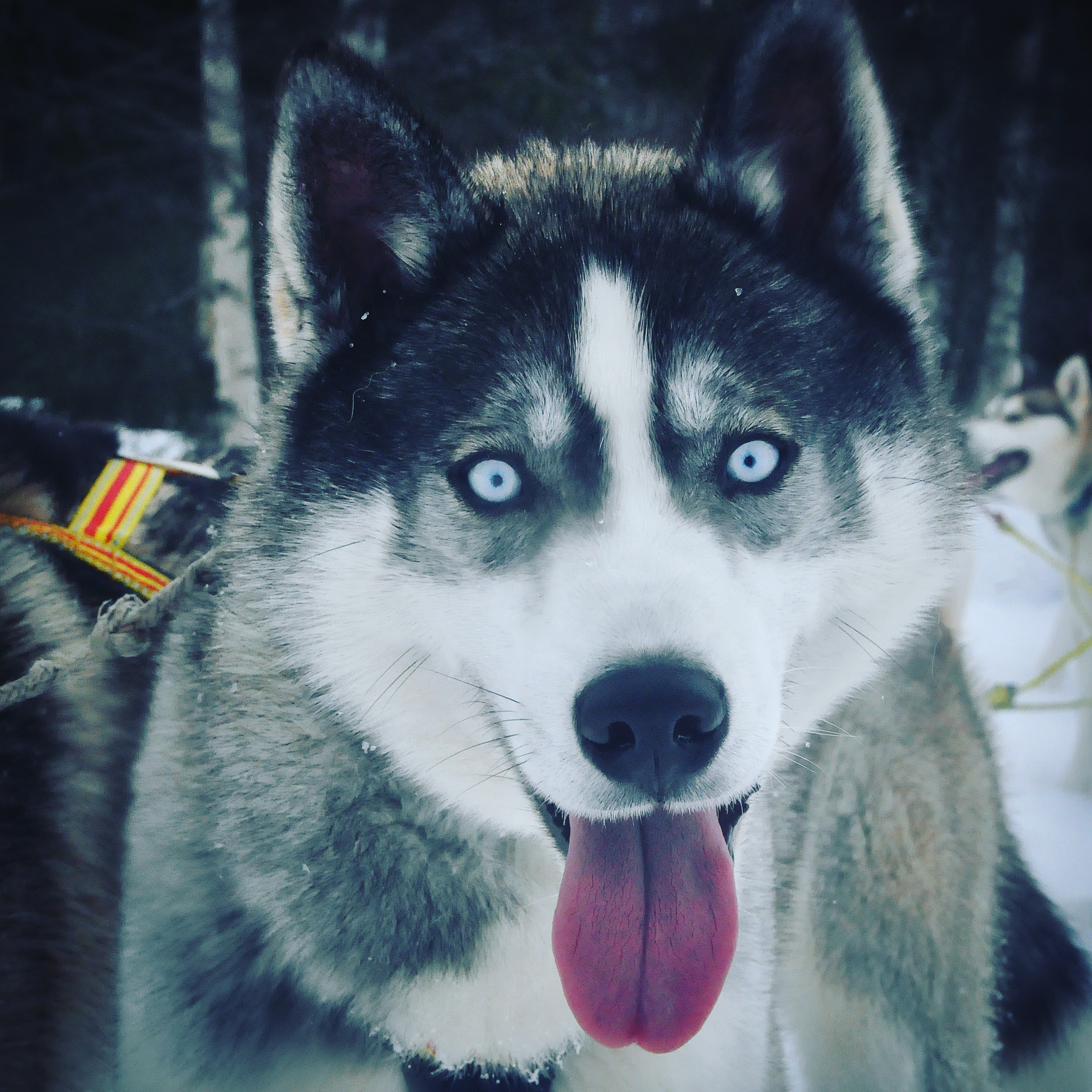 Husky